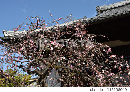 祐正寺　しだれ梅 112138640