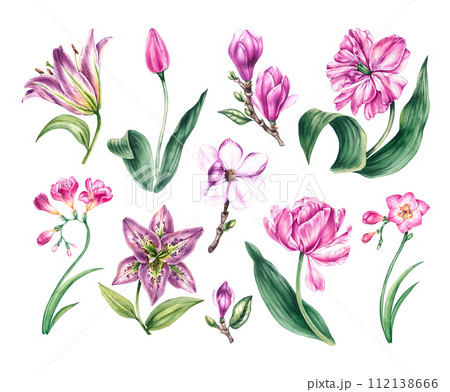 Watercolor collection of purple, pink flowers isolated 112138666