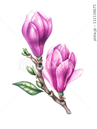 Watercolor magnolia on a branch Watercolor magnolia on a branch 112138675