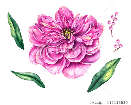 Watercolor set with peony flower, berries and leaves Watercolor set with peony flower, berries and leaves 112138680