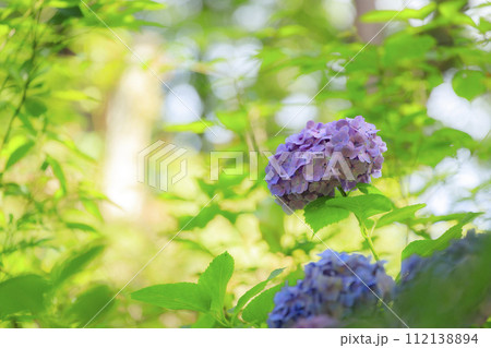 三原三景園の紫陽花の花 三原三景園の紫陽花の花 112138894