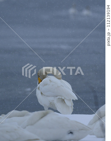雪景色の中羽繕いをする白鳥 112139194
