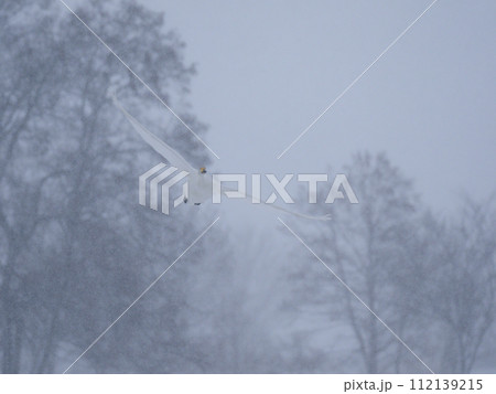 降雪の中空を舞う白鳥 112139215