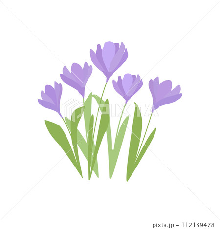 Vector set of violet crocus flowers with leaves and flowers isolated on white. First spring flowers 112139478