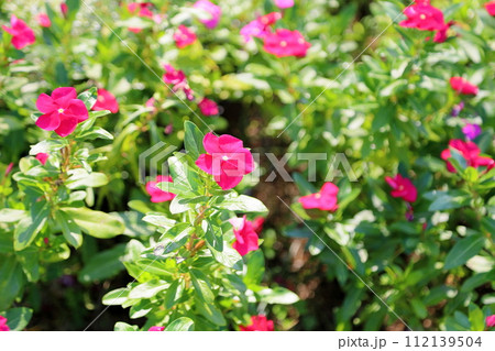 ニチニチソウの花 ニチニチソウの花 112139504