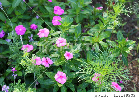 ニチニチソウの花 112139505