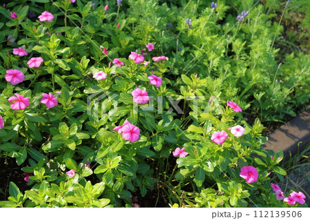 ニチニチソウの花 ニチニチソウの花 112139506