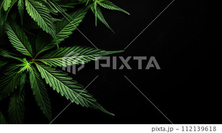 Green cannabis leaves on black background. Medical marijuana cultivation. Copy space 112139618