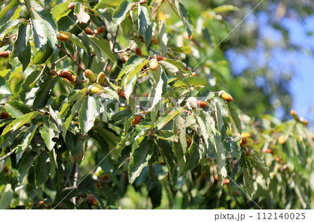 コナラ　ドングリの実 112140025