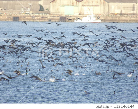 ウミウの大群 112140144