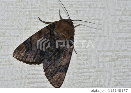 部屋に入ってきたヤガ科フクラスズメ 112140177