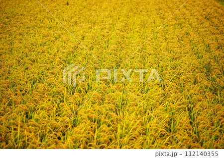 黄金色に輝く一面の稲穂 112140355