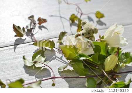 乳白色の冬咲きクレマチスのとテディベア    乳白色の冬咲きクレマチスのとテディベア    112140389