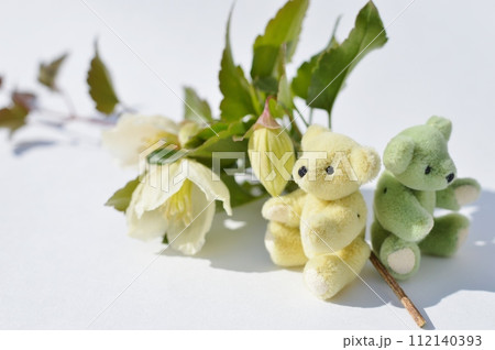 乳白色の冬咲きクレマチスの花とテディベア   乳白色の冬咲きクレマチスの花とテディベア   112140393