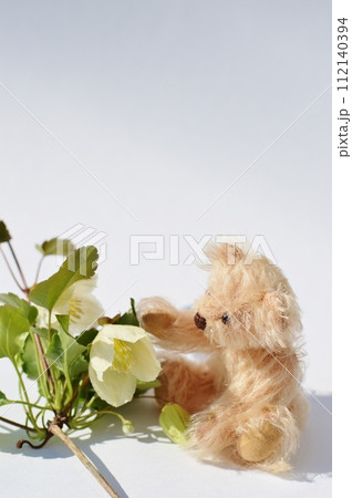 乳白色の冬咲きクレマチスの花とテディベア   乳白色の冬咲きクレマチスの花とテディベア   112140394