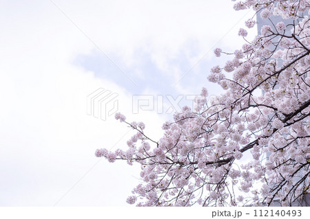 春　桜 112140493
