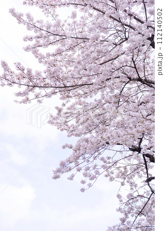 春 桜 春 桜 112140502