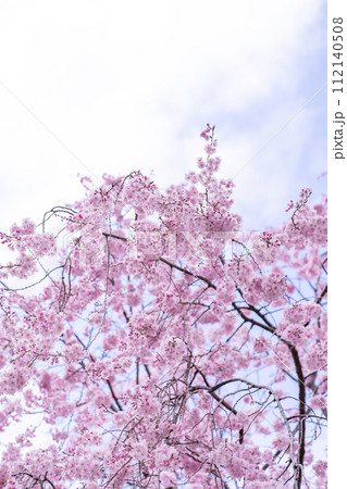 春　桜 112140508