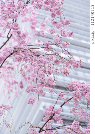 春 桜 春 桜 112140515