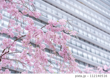 春 桜 春 桜 112140516