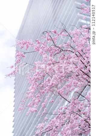春　桜 112140517
