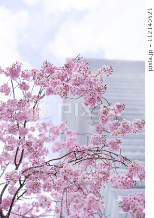 春　桜 112140521
