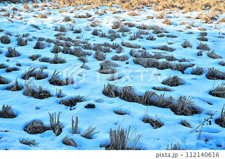 大雪後の残雪　田圃　荒川河川敷の冬景色　 112140616