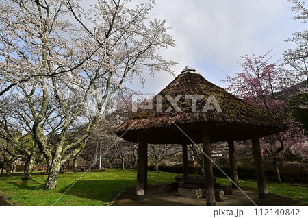 春の川代公園 春の川代公園 112140842