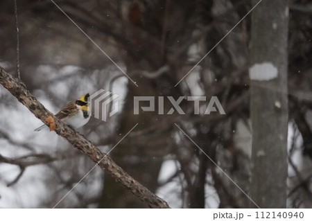 雪降る森にミヤマホオジロ 112140940