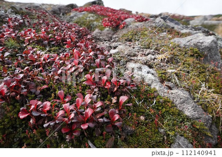 ワイン色のウラシマツツジ 112140941