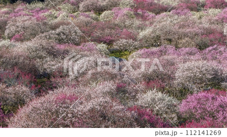 展望台から見下ろす満開のカラフルな梅の花に囲まれた公園の情景 112141269