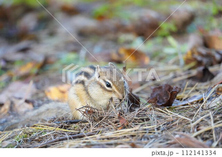 お口に手をあてて♪可愛いシマリス 112141334