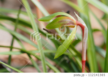 シュンランの花 112141365