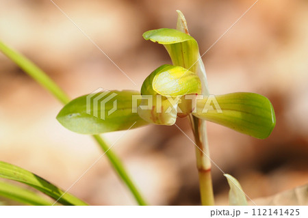 シュンランの花 112141425