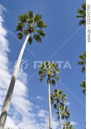 【逗子市】逗子マリーナのヤシ並木 112141702