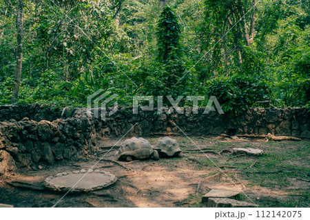 large turtles in the park 112142075
