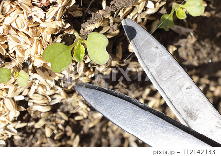 カブの発芽　間引き作業 112142133