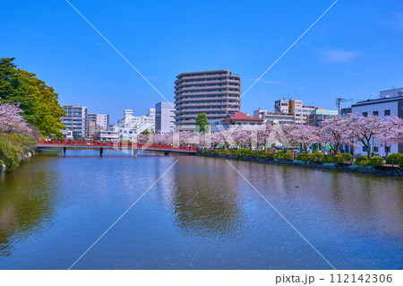 桜咲く神奈川県小田原市の小田原城東側の堀から学橋方面を見る 桜咲く神奈川県小田原市の小田原城東側の堀から学橋方面を見る 112142306