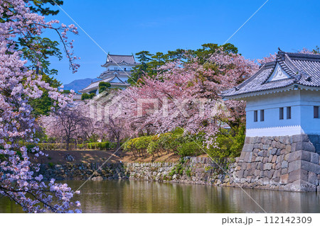 桜咲く神奈川県小田原市の小田原城二の丸隅櫓越しに天守閣を見る 112142309