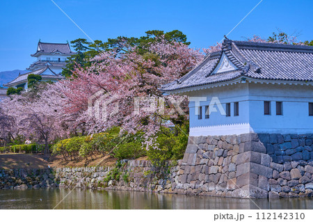桜咲く神奈川県小田原市の小田原城二の丸隅櫓越しに天守閣を見る 112142310