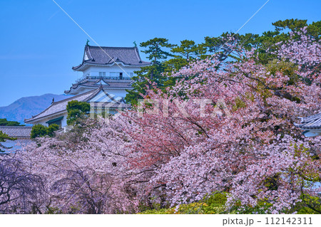 桜咲く神奈川県小田原市の小田原城のお堀端通りから天守閣を見る 桜咲く神奈川県小田原市の小田原城のお堀端通りから天守閣を見る 112142311