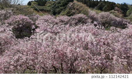 満開のしだれ桜　常陸風土記の丘 112142421