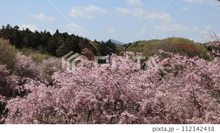 遠くに見える筑波山と近くの山を背景に咲く満開の桜　常陸風土記の丘 112142438