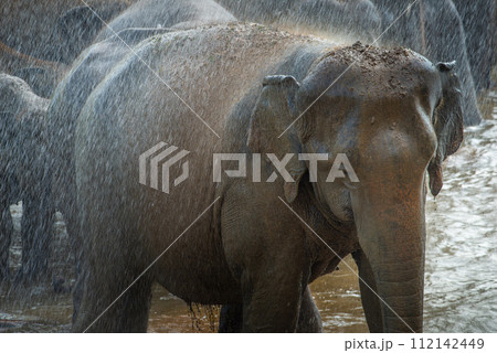 Wild Asian elephant bathing in Pinnawala village of Sri Lanka. Pinnawala has the largest herd of captive elephants in the world. 112142449