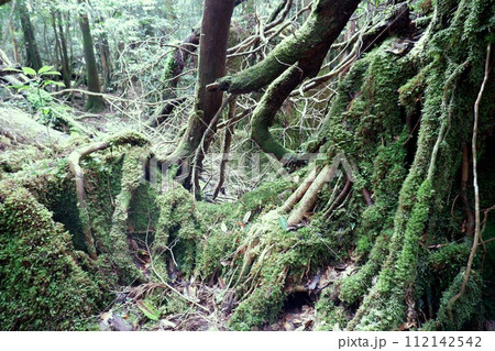 苔むす森の木々 苔むす森の木々 112142542