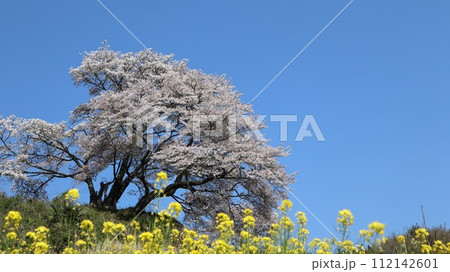 青空に映えるお越し場の山桜と菜の花 112142601
