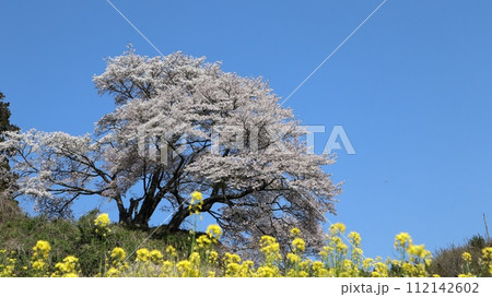 青空に映えるお越し場の山桜と菜の花 青空に映えるお越し場の山桜と菜の花 112142602