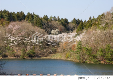 桜と水のある風景 笠間市飯田ダム 桜と水のある風景 笠間市飯田ダム 112142832