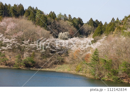 桜と水のある風景 笠間市飯田ダム 桜と水のある風景 笠間市飯田ダム 112142834