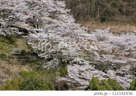 満開の桜 笠間市飯田ダム 満開の桜 笠間市飯田ダム 112142836